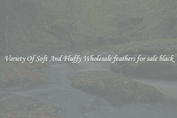 Variety Of Soft And Fluffy Wholesale feathers for sale black